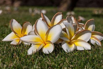 Image showing white frangipani flowers with leaves