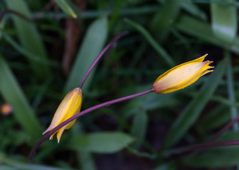 Image showing Yellow wild tulip in its natural habitat 