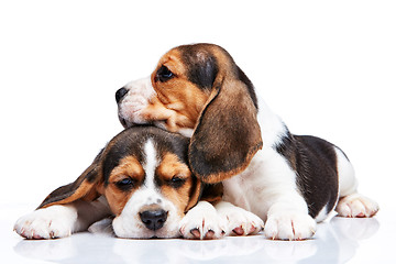 Image showing Beagle puppies on white background