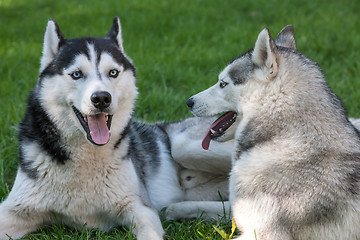 Image showing Portrait of  two dogs - Siberian Husky