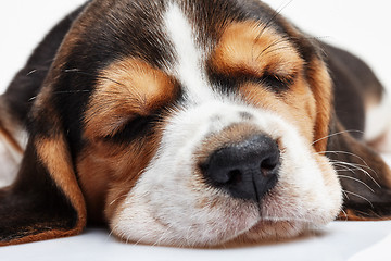 Image showing Beagle Puppy, lying in front of white background