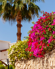 Image showing pink bougainvillea, Sharm el Sheikh, Egypt.