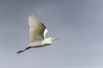 Image showing bubulcus ibis, cattle egret