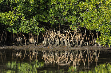 Image showing red mangrove, rhizophora mangle