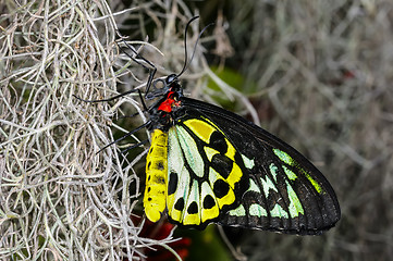 Image showing cairns birdwing,  ornithoptera euphorion