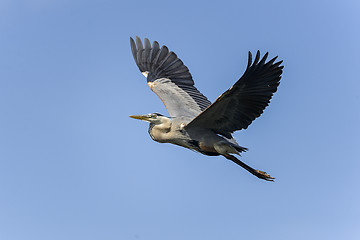 Image showing great blue heron, ardea herodias