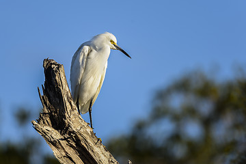 Image showing snowy egret, egretta thula