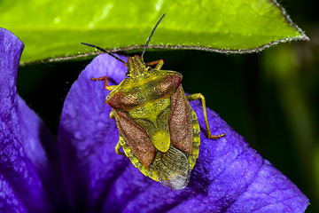 Image showing carpocoris purpureipennis