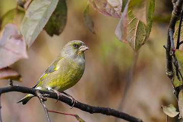 Image showing greenfinch, carduelis  cloris