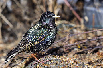 Image showing starling, sturnus vulgaris