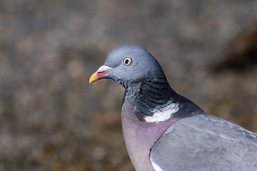 Image showing columba palumbus, common wood pigeon