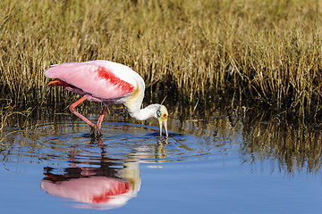 Image showing roseate spoonbill, platalea ajaja