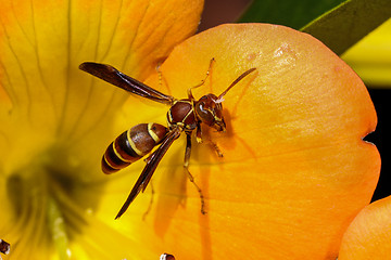 Image showing paper wasp, polistes annularis