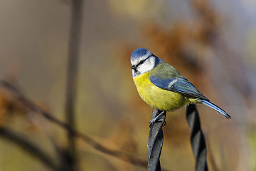 Image showing blue tit, parus caeruleus