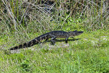 Image showing alligator mississippiensis, american alligator