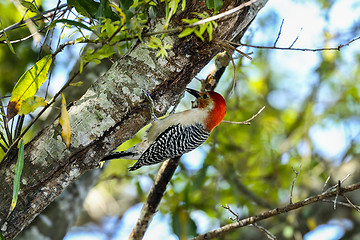 Image showing melanerpes carolinus, red-bellied woodpecker