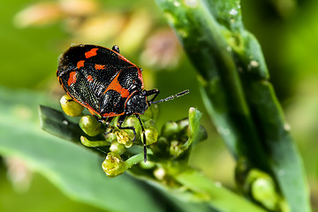 Image showing eurydema oleracea, rape bug