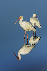 Image showing american white ibis, eudocimus albus