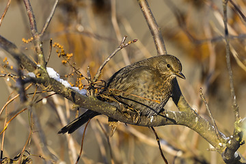 Image showing turdus merula, blackbird