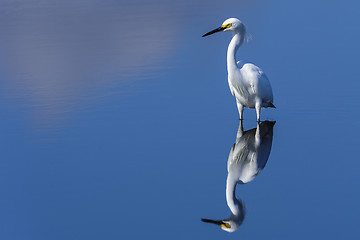 Image showing snowy egret, egretta thula