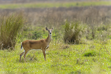 Image showing white-tailed deer, odocoileus virginianus