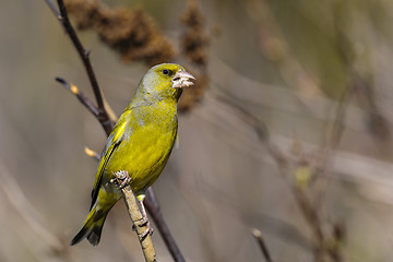 Image showing greenfinch, carduelis  cloris