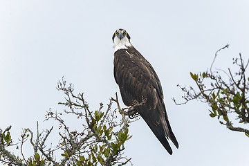 Image showing osprey, pandion haliaetus