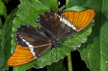 Image showing brown siproeta, siproeta epaphus