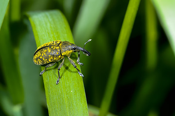 Image showing larinus sturnus, weevil