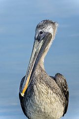 Image showing brown pelican, pelecanus occidentalis