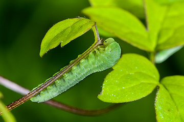 Image showing eurhadinoceraea ventralis caterpillar feeding