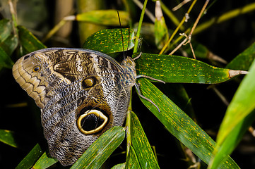 Image showing caligo atreus, owl butterfly