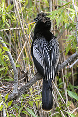 Image showing anhinga, anhinga anhinga, water turkey