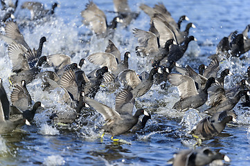 Image showing american coot, fulica americana