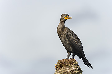 Image showing double-crested cormorant, phalacrocorax auritus