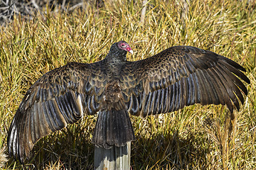 Image showing turkey vulture, cathartes aura