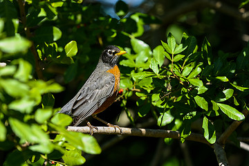 Image showing american robin, turdus migratorius