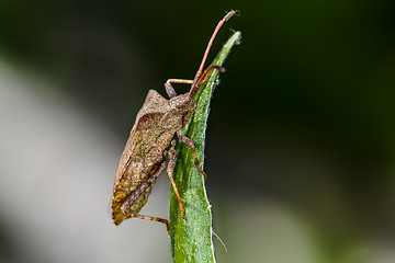 Image showing dock leaf bug, coreus marginatus