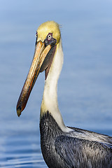 Image showing brown pelican, pelecanus occidentalis