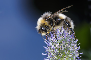 Image showing white-tailed bumblebee, bombus lucorum