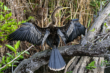 Image showing anhinga, anhinga anhinga, water turkey