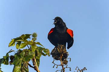 Image showing agelaius phoeniceus, red-winged blackbird