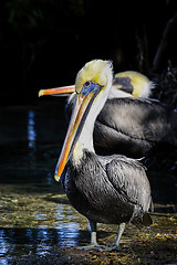 Image showing brown pelican, pelecanus occidentalis