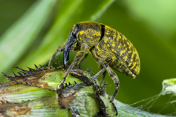 Image showing larinus sturnus, weevil