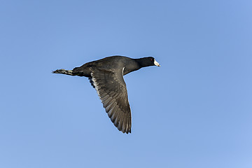 Image showing american coot, fulica americana