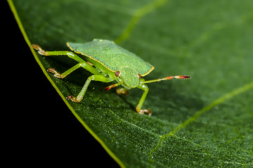 Image showing green shield bug, palomena prasina