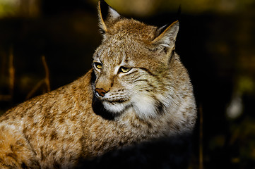 Image showing lynx lynx