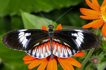 Image showing piano key, heliconius melpomene