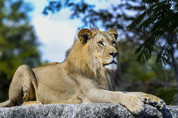 Image showing lion, panthera leo