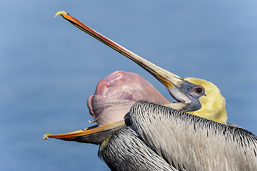 Image showing brown pelican, pelecanus occidentalis